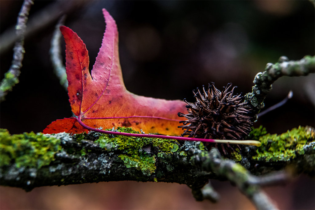 Liquidambar-Jean-Louis-Balloy-OI-OI95.jpg