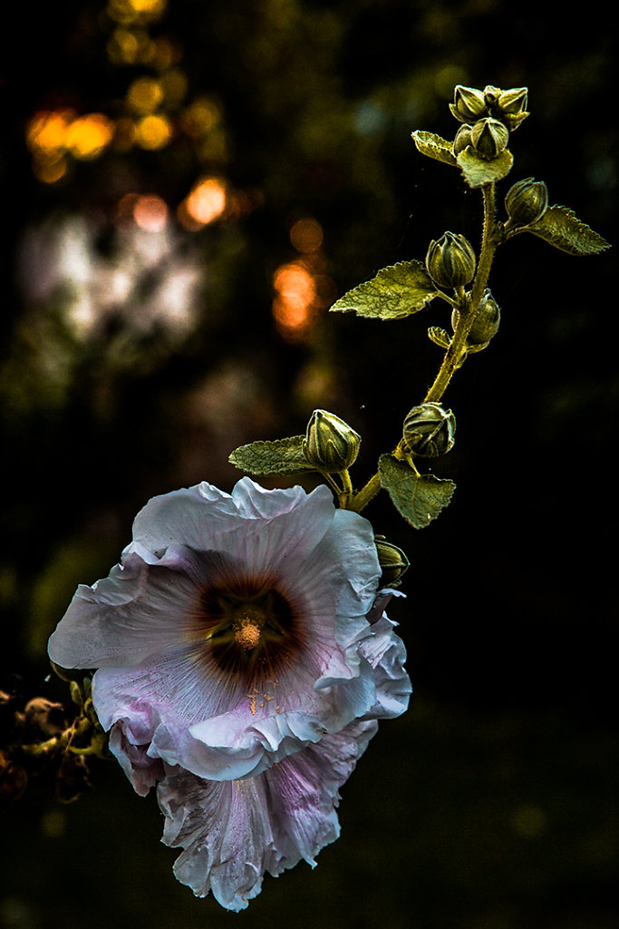 Rose-Tremiere-Jean-Louis-Balloy-OI-OI95.jpg